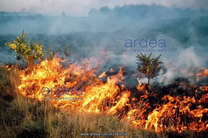 : Fire - Burning gorse during fire on heathland at : Fire - Burning gorse during fire on heathland at