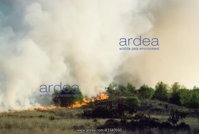 : Fire - burning heathland : Fire - burning heathland