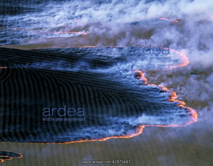: Fire (burning-off) Southern Australia : Fire (burning-off) Southern Australia