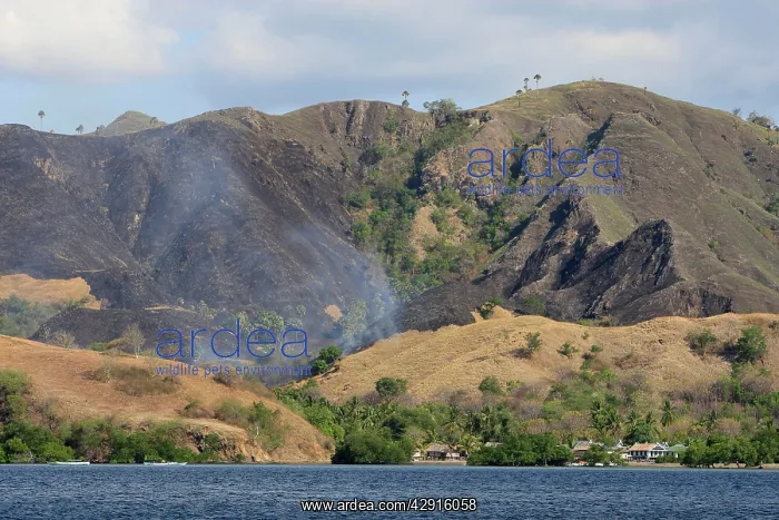 : Fire - bush fire on Flores Island : Fire - bush fire on Flores Island