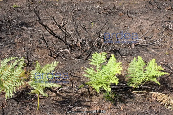 : Fire charred heathland with new bracken growth : Fire charred heathland with new bracken growth