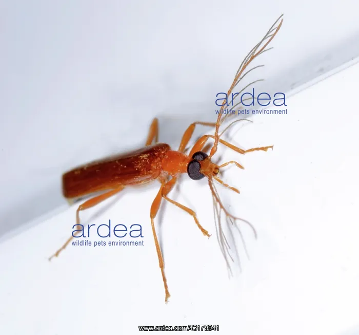 : Fire-Colored Beetle : Fire-Colored Beetle
