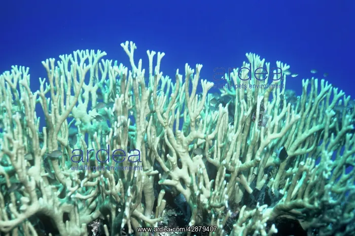  : FIRE CORAL