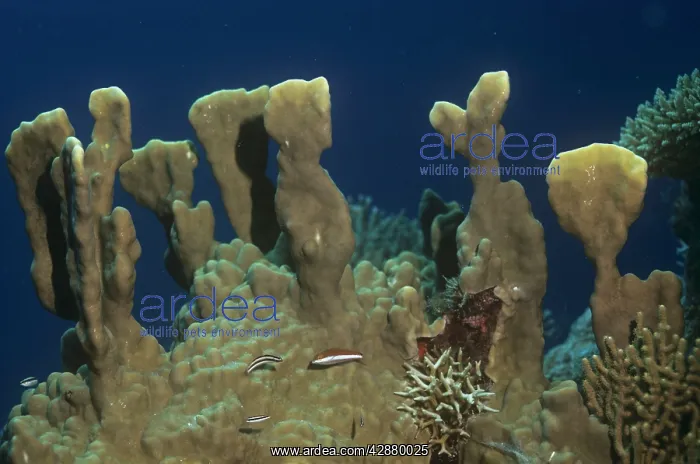 : FIRE CORAL : FIRE CORAL