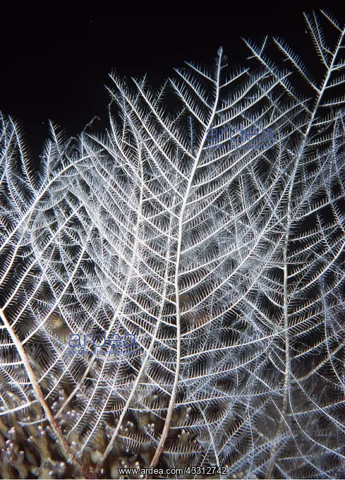 : FIRE CORAL : FIRE CORAL