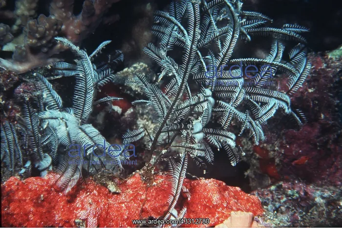  : FIRE CORAL - Stinging hydriod