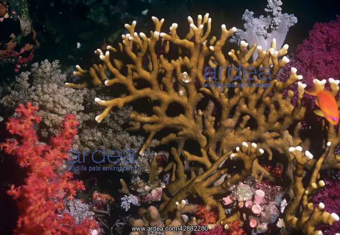 : Fire Coral - venomous : Fire Coral - venomous
