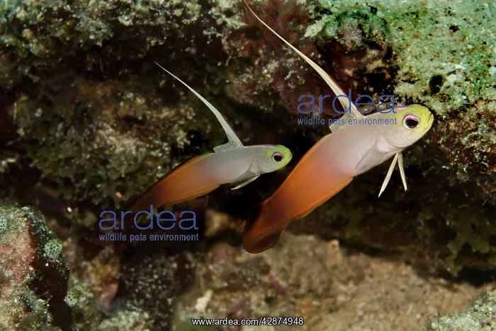 : Fire Dartfish : Fire Dartfish