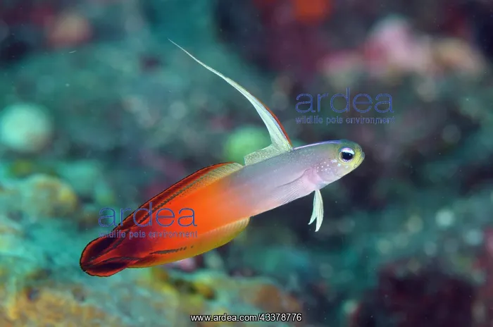 : Fire Dartfish : Fire Dartfish