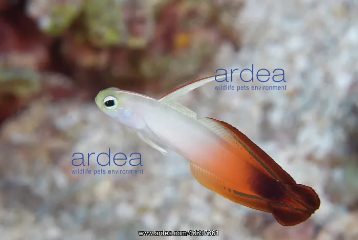 : Fire Dartfish : Fire Dartfish