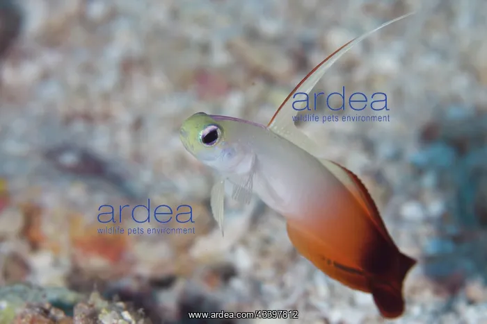 : Fire Dartfish : Fire Dartfish