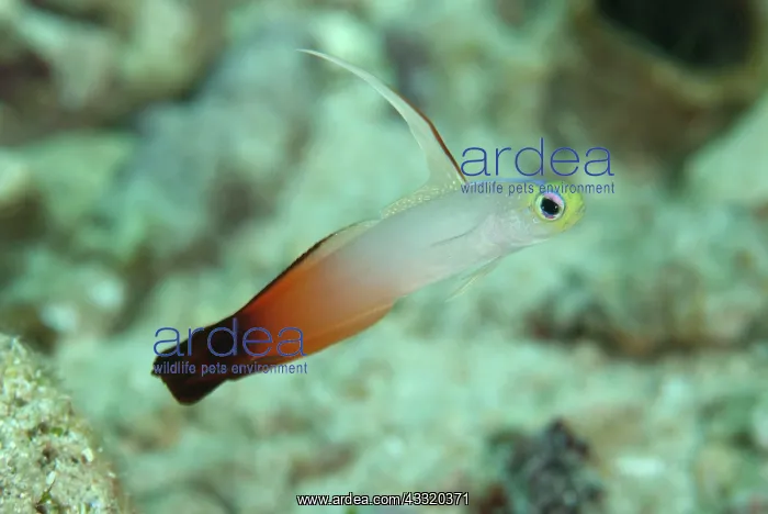 : Fire Dartfish - with extended fin : Fire Dartfish - with extended fin