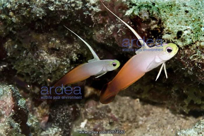 : Fire Dartfish - seen living in pairs these fish : Fire Dartfish - seen living in pairs these fish
