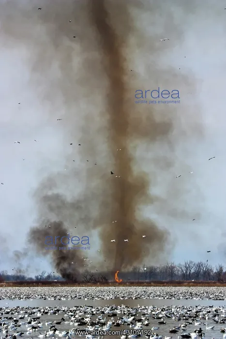 : Fire Devil and Snow Geese : Fire Devil and Snow Geese