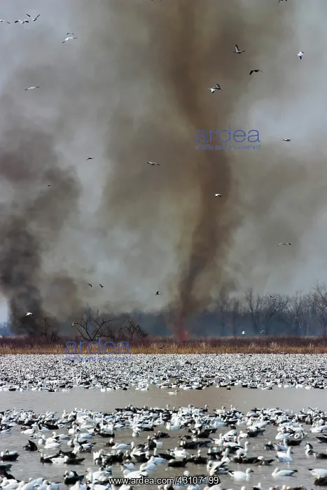 : Fire Devil and Snow Geese : Fire Devil and Snow Geese