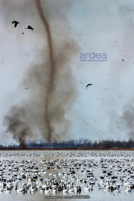 : Fire Devil and Snow Geese : Fire Devil and Snow Geese