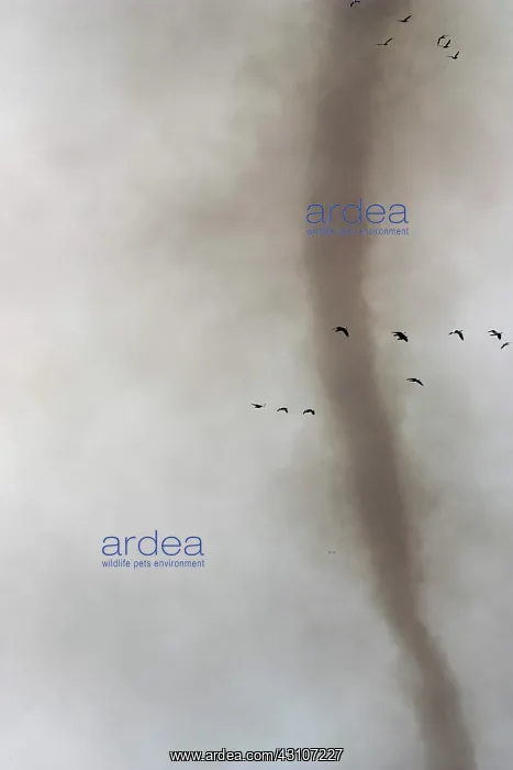 : Fire Devil and Snow Geese : Fire Devil and Snow Geese