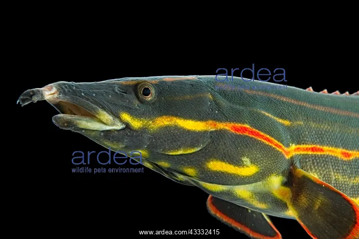 : Fire eel (Mastacembelus erythrotaenia), animal portrait : Fire eel (Mastacembelus erythrotaenia), animal portrait