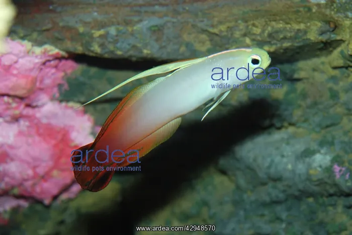 : Fire Goby (Nemateleotris magnifica). reefs, Indo-Pacific : Fire Goby (Nemateleotris magnifica). reefs, Indo-Pacific