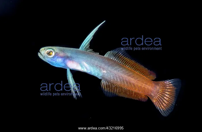 : Fire goby (Nemateleotris magnifica), Tahiti, french : Fire goby (Nemateleotris magnifica), Tahiti, french