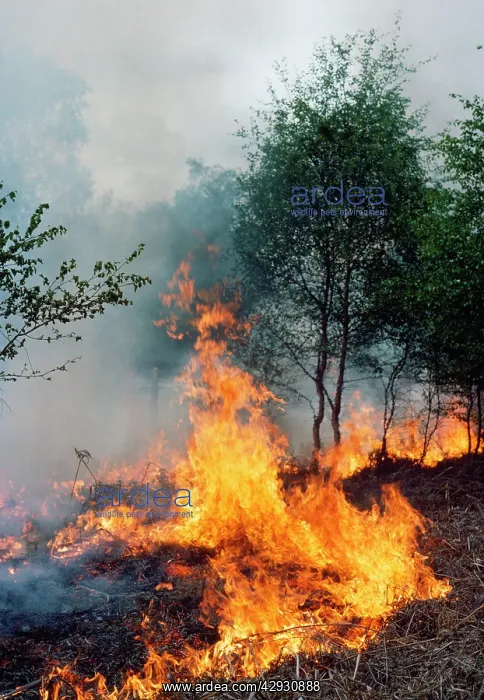  : Fire - Heathfire