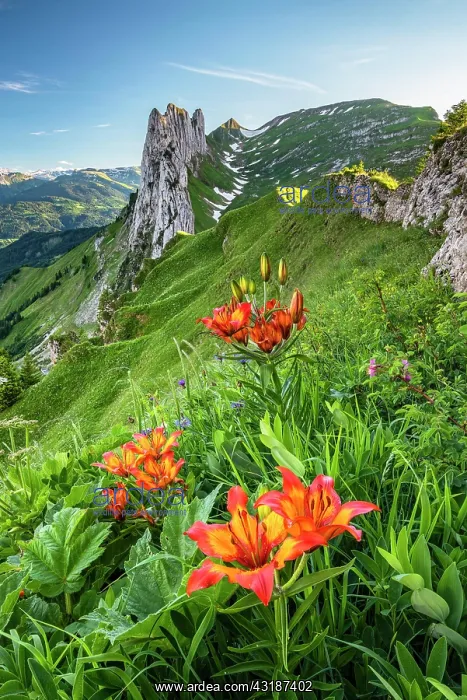: Fire lily (Lilium bulbiferum) in front of Saxer : Fire lily (Lilium bulbiferum) in front of Saxer