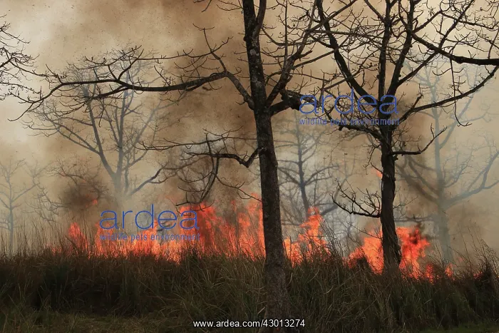 : Fire lit to burn down high grass vegetation : Fire lit to burn down high grass vegetation