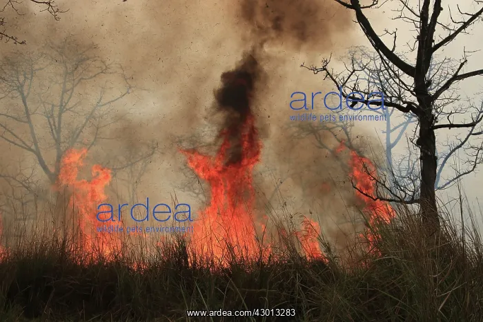 : Fire lit to burn down high grass vegetation : Fire lit to burn down high grass vegetation