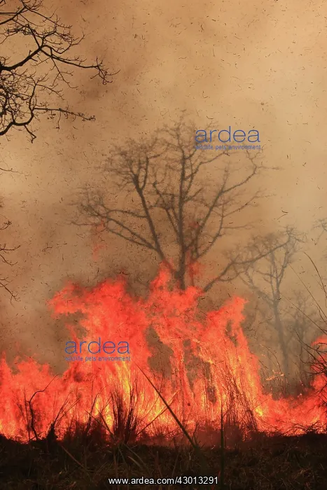: Fire lit to burn down high grass vegetation : Fire lit to burn down high grass vegetation