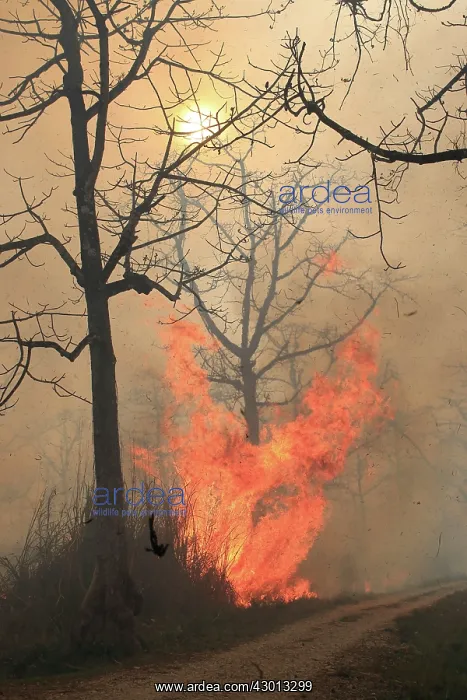 : Fire lit to burn down high grass vegetation : Fire lit to burn down high grass vegetation