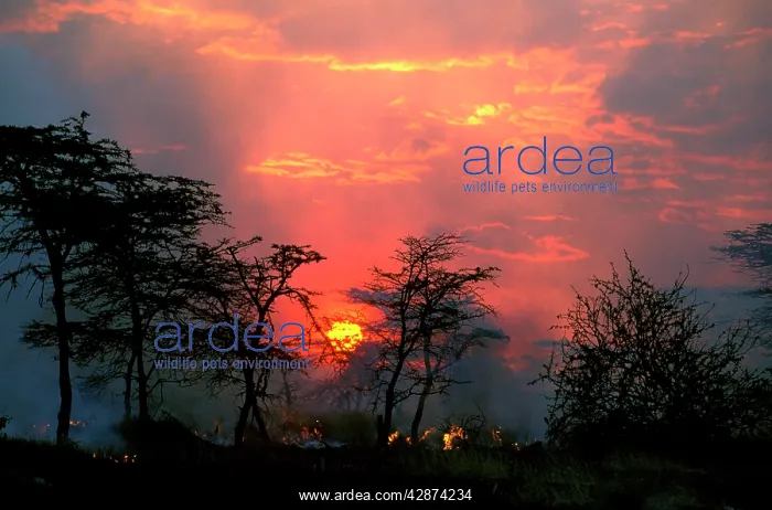  : Fire - lit by Maasai people to promote new grass