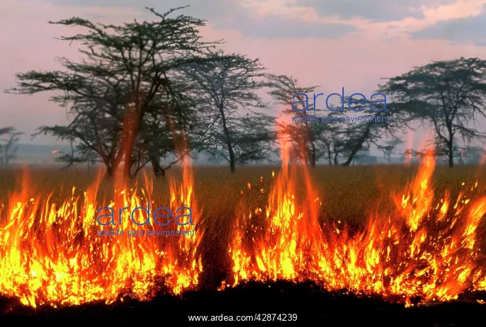  : Fire - lit by Maasai people to promote new grass