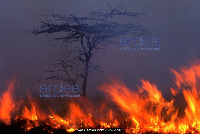  : Fire - lit by Maasai people to promote new grass