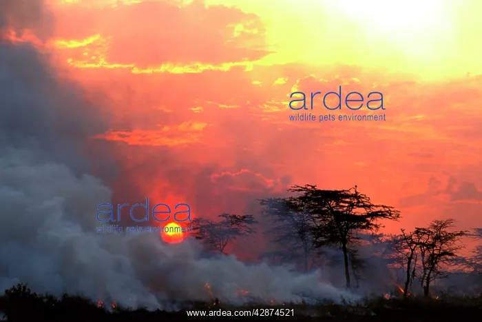  : Fire - lit by Maasai people to promote new grass