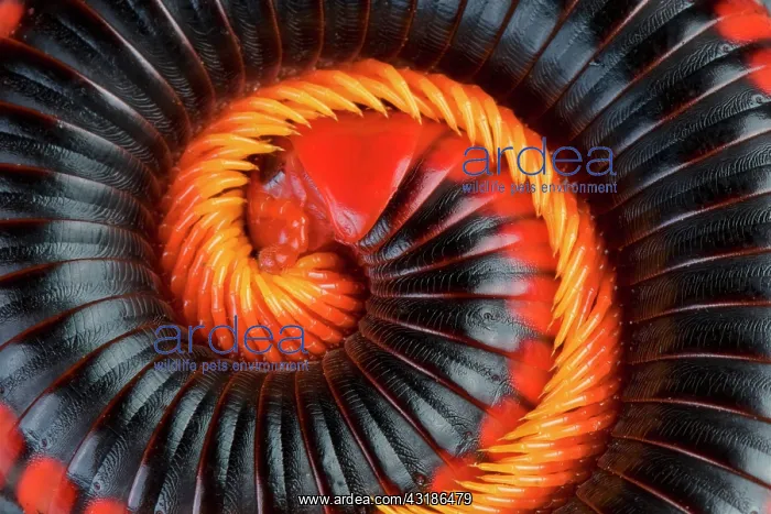  : Fire Millipede (Aphistogoniulus corallipes)