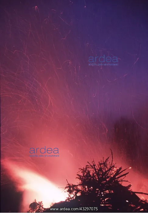 : FIRE - AT NIGHT : FIRE - AT NIGHT