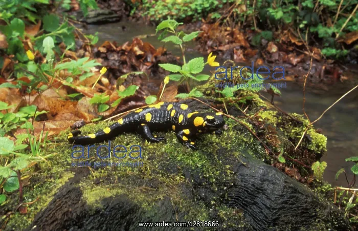 : Fire Salamander : Fire Salamander