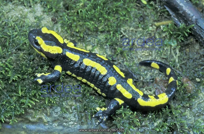 : Fire Salamander : Fire Salamander