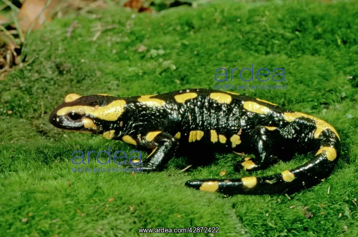 : Fire Salamander : Fire Salamander