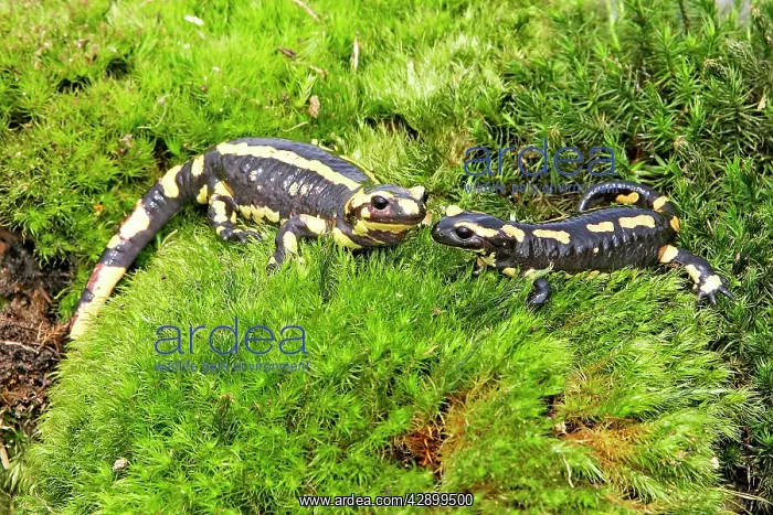: Fire Salamander : Fire Salamander