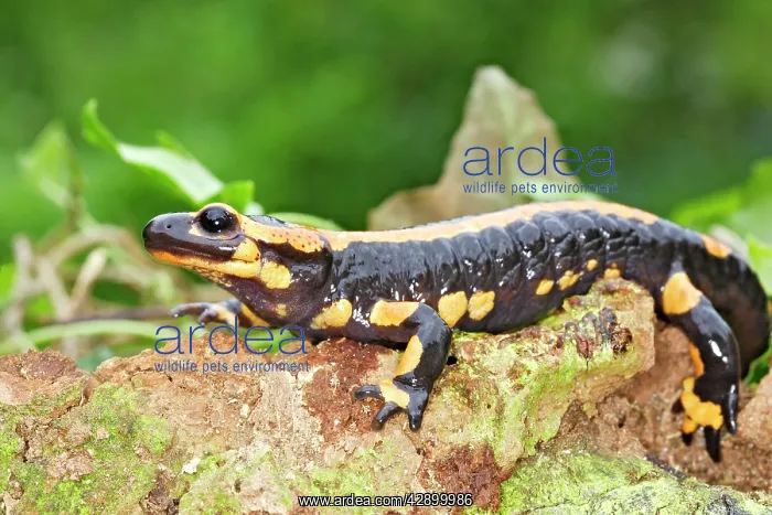 : Fire Salamander : Fire Salamander