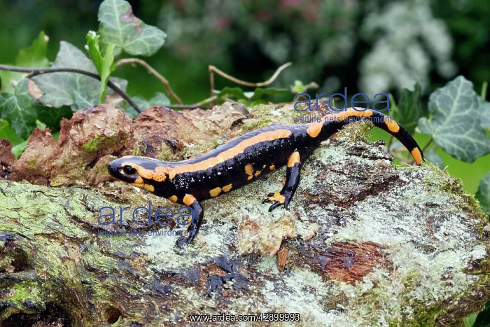 : Fire Salamander : Fire Salamander