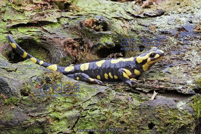  : Fire Salamander