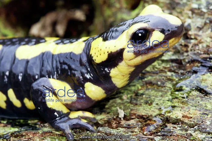  : Fire Salamander