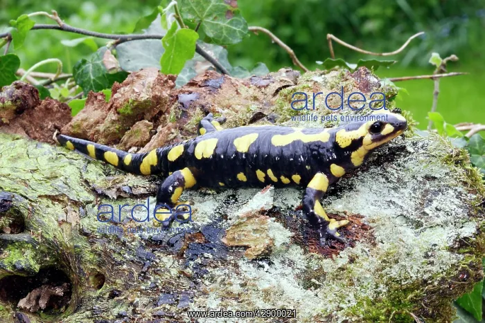 : Fire Salamander : Fire Salamander