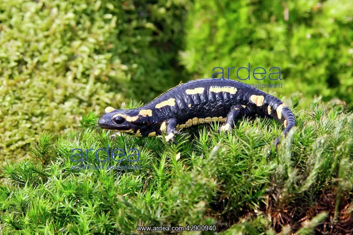 : Fire Salamander : Fire Salamander
