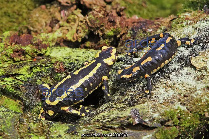 : Fire Salamander : Fire Salamander