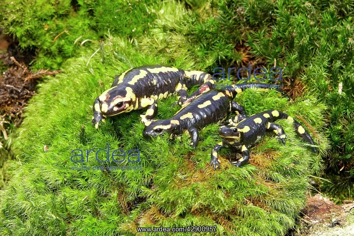 : Fire Salamander - three : Fire Salamander - three