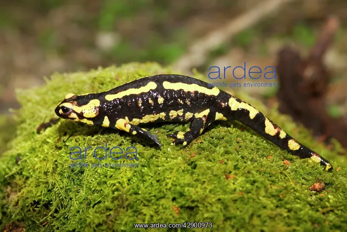 : Fire Salamander : Fire Salamander