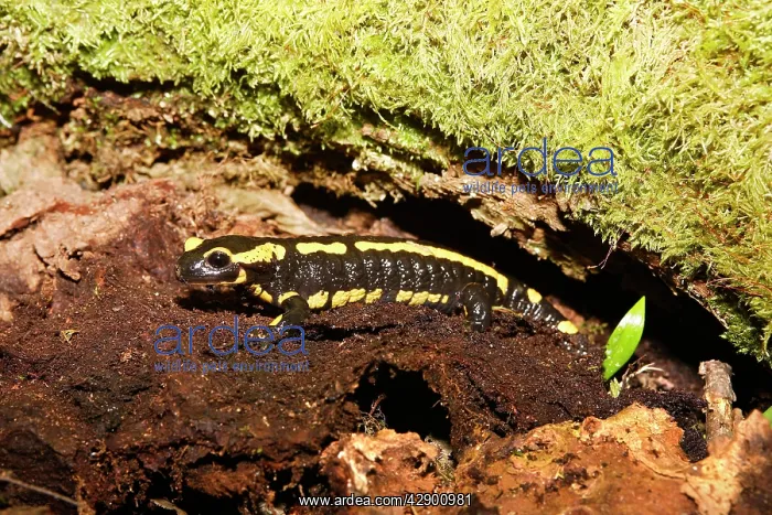  : Fire Salamander